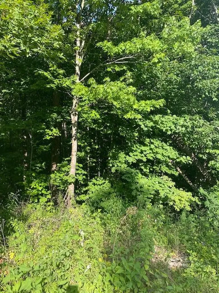 Lot 5 Cooktown Road Wilder TN 38589