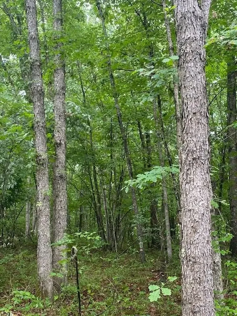 Lot 5 Cooktown Road Wilder TN 38589