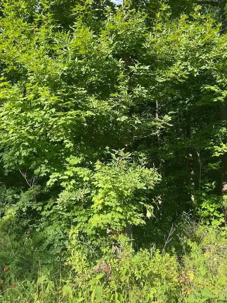 Lot 5 Cooktown Road Wilder TN 38589