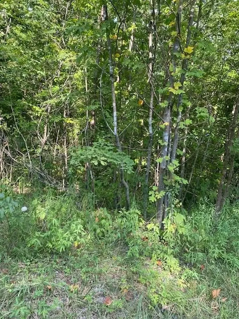 Lot 5 Cooktown Road Wilder TN 38589