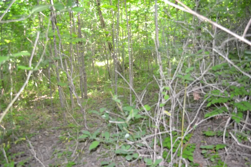5AC Dynamite Lane Livingston TN 38570