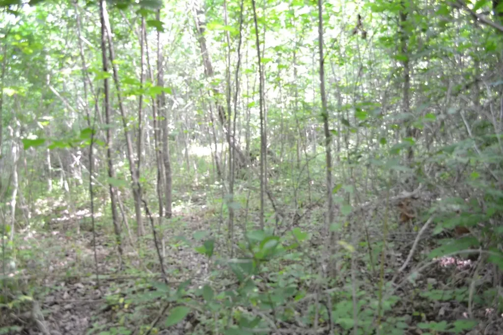 5AC Dynamite Lane Livingston TN 38570
