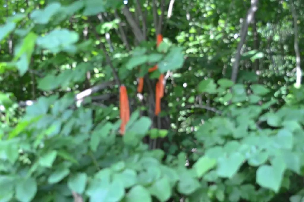 5AC Dynamite Lane Livingston TN 38570