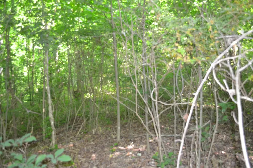5AC Dynamite Lane Livingston TN 38570