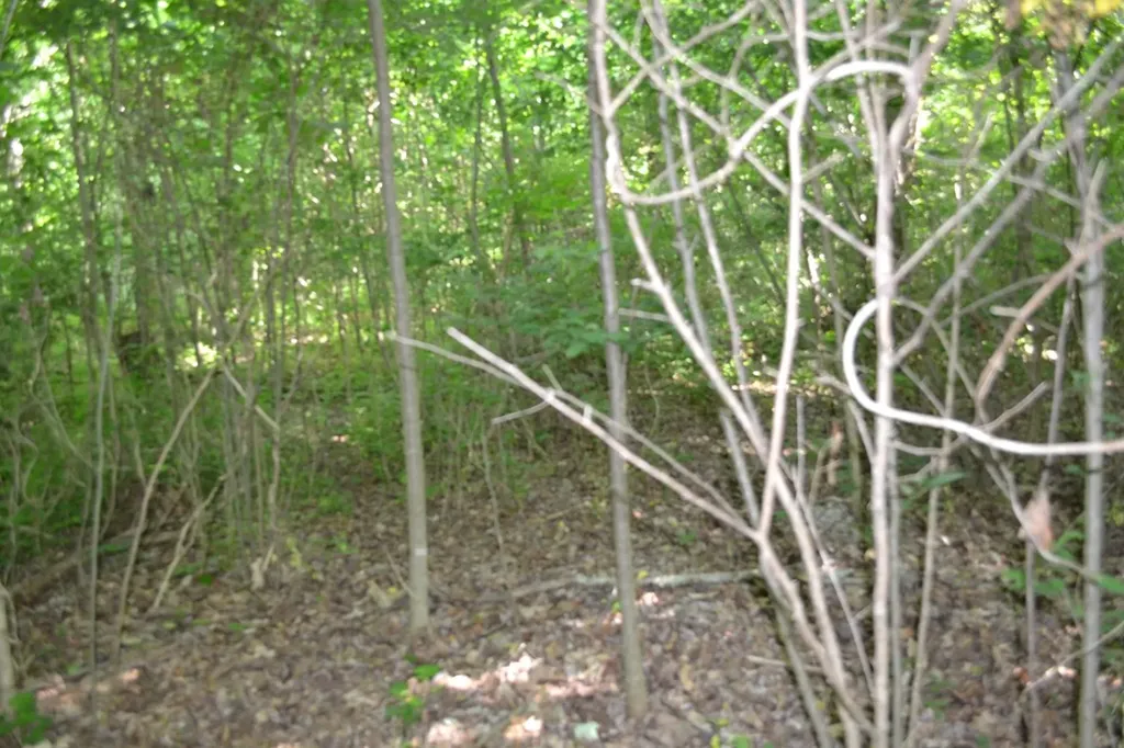 5AC Dynamite Lane Livingston TN 38570