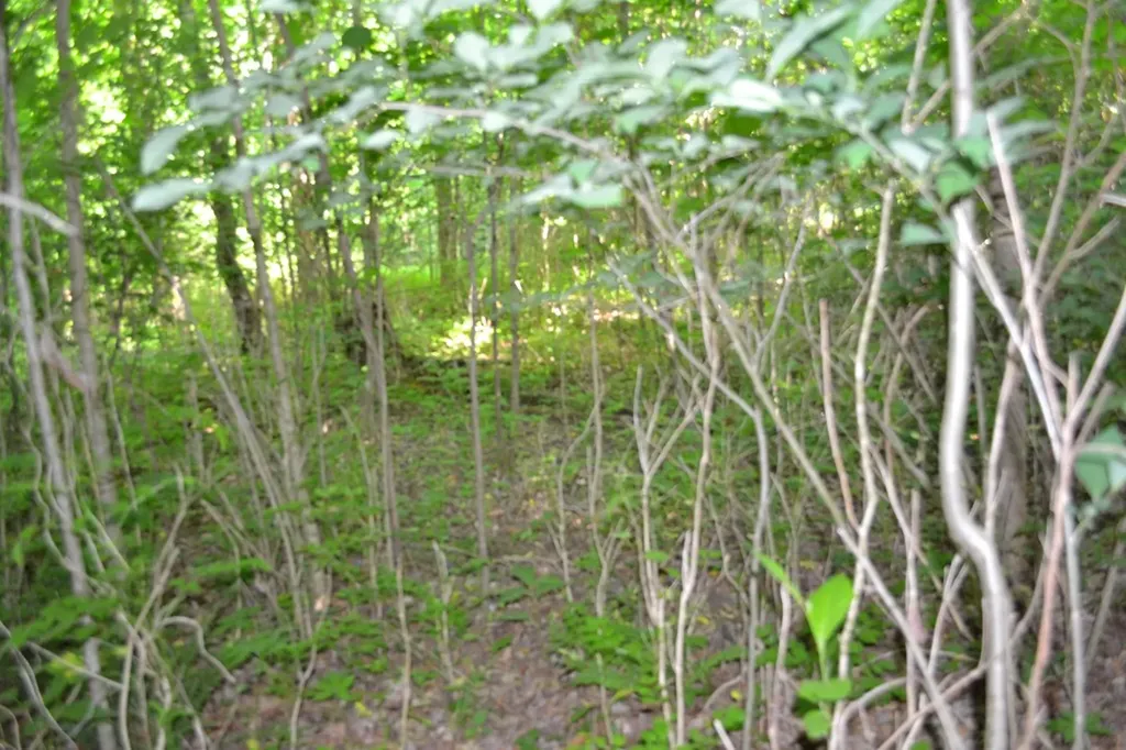 5AC Dynamite Lane Livingston TN 38570