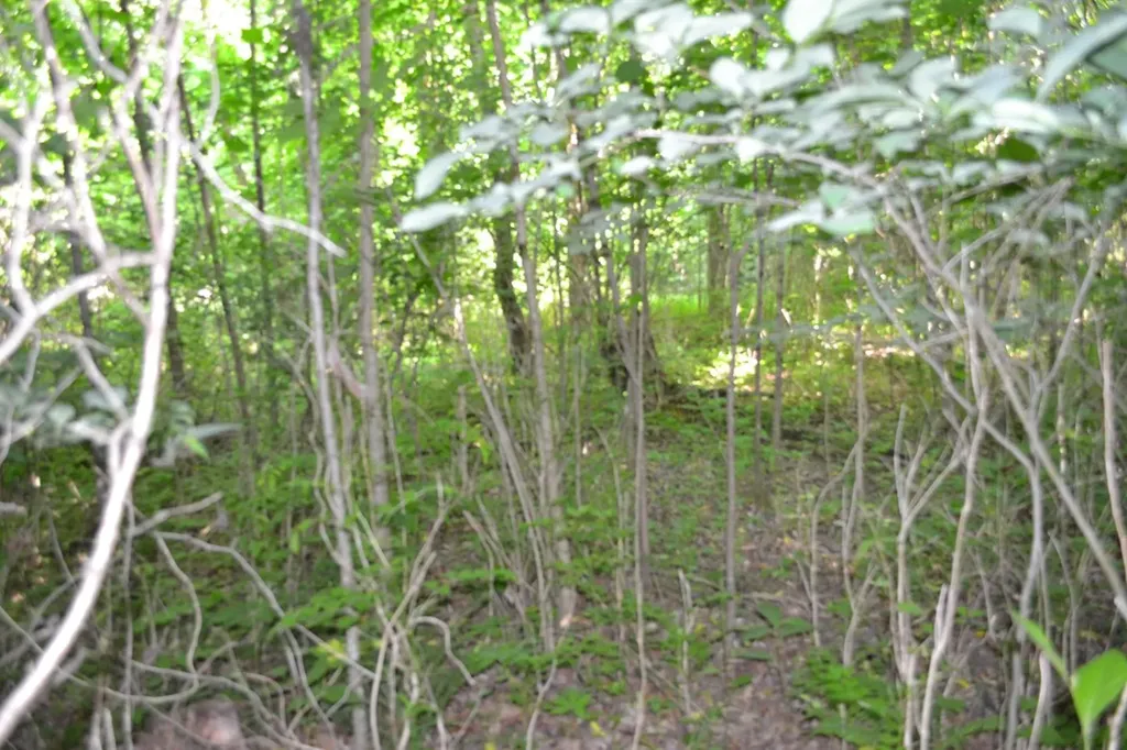 5AC Dynamite Lane Livingston TN 38570