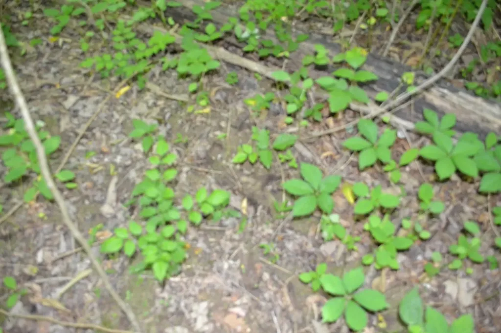 5AC Dynamite Lane Livingston TN 38570