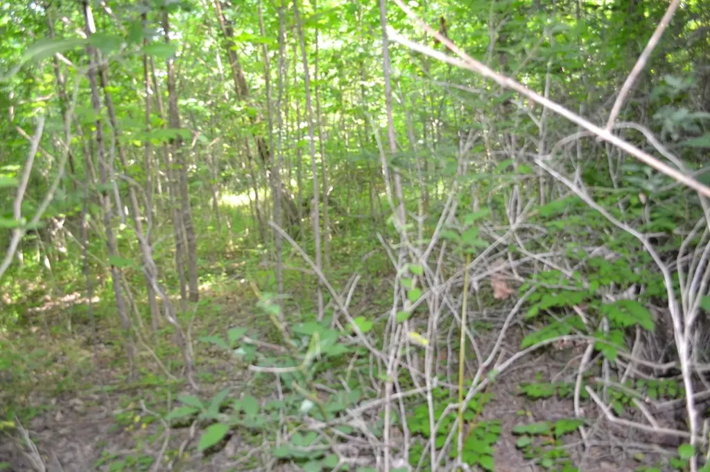 5AC Dynamite Lane Livingston TN 38570