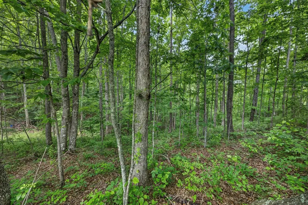 420 Oneida Lane Wilder TN 38589
