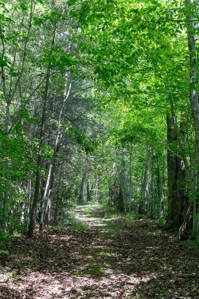 29 +/- Acres Standing Stone Highway Hilham TN 38568