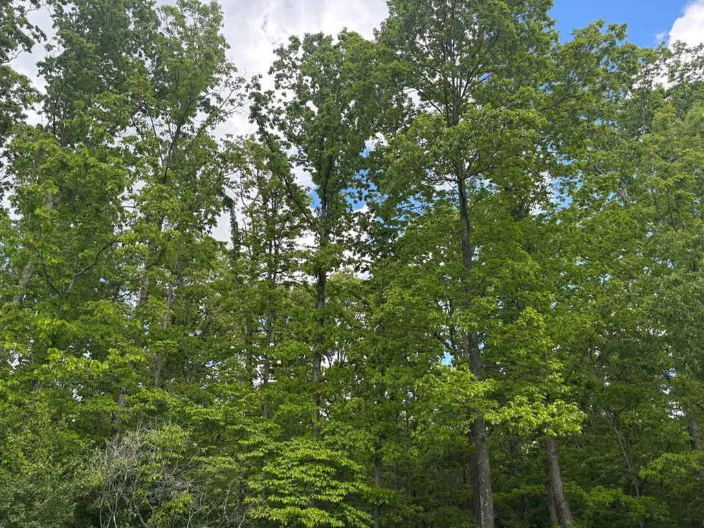 6.05 Ac Saddle Lane Spencer TN 38585