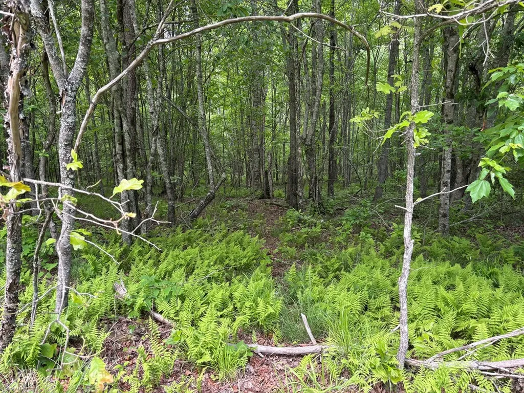 6.8 Acre Saddle Lane Spencer TN 38585