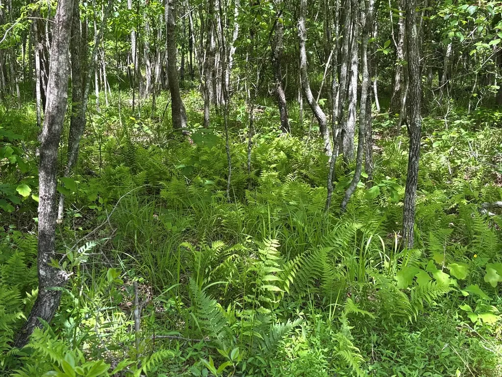 6.8 Acre Saddle Lane Spencer TN 38585