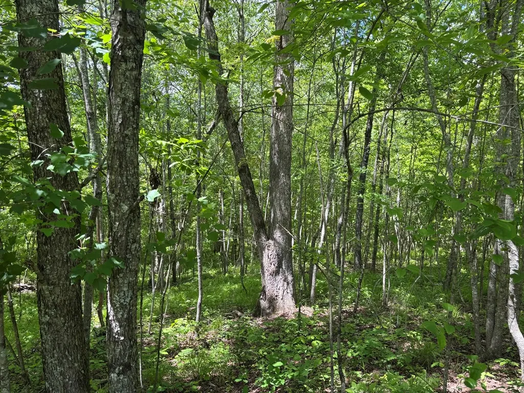 6.8 Acre Saddle Lane Spencer TN 38585