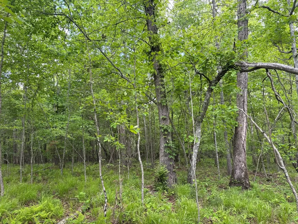 5.71 Ac Saddle Lane Spencer TN 38585