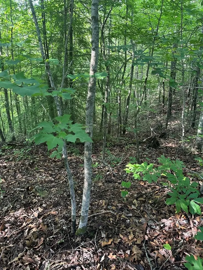 Lot 2 Buckeye Lane Wilder TN 38589