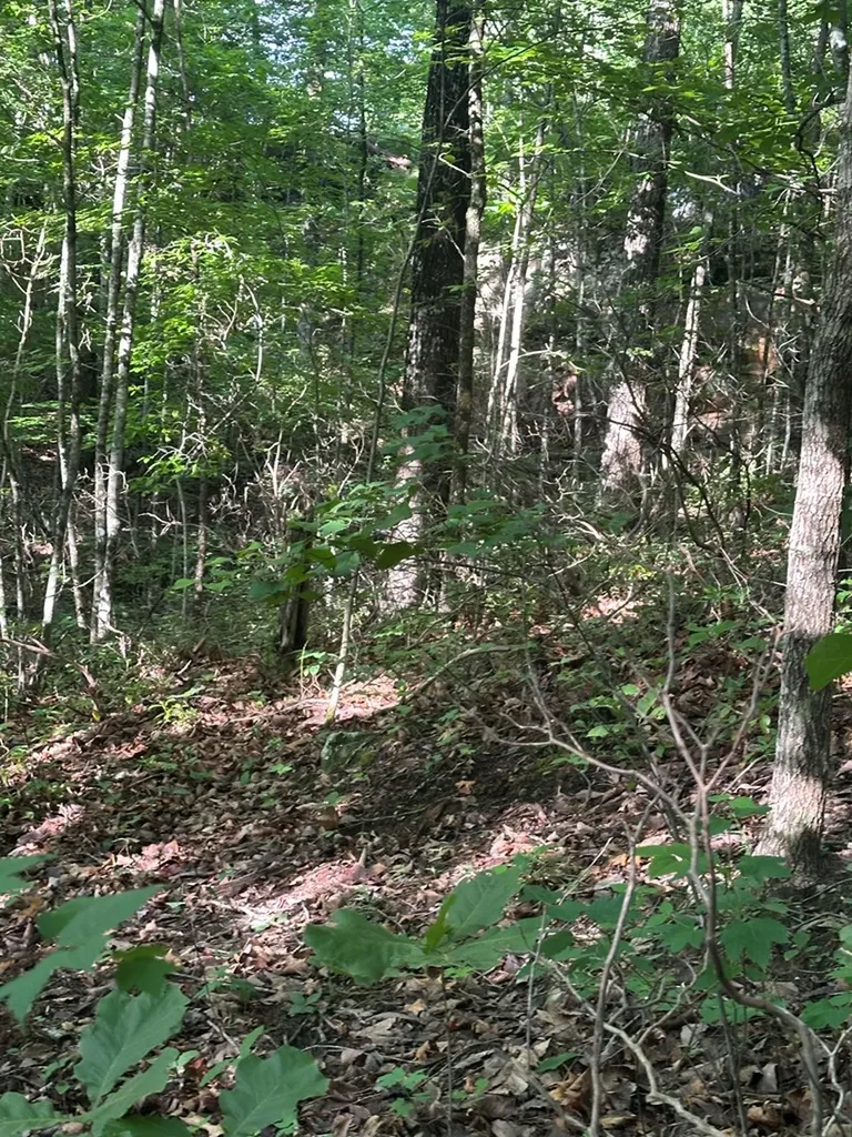 Lot 2 Buckeye Lane Wilder TN 38589