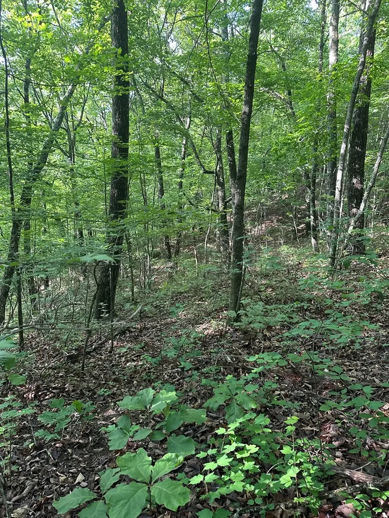 Lot 2 Buckeye Lane Wilder TN 38589