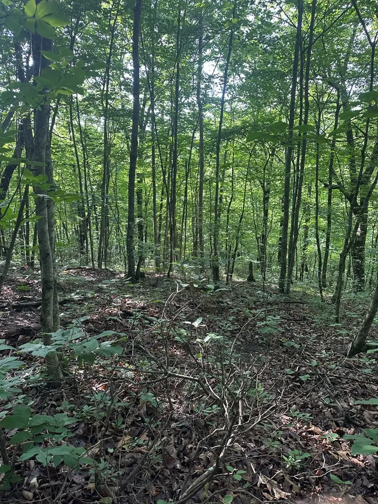 Lot 2 Buckeye Lane Wilder TN 38589