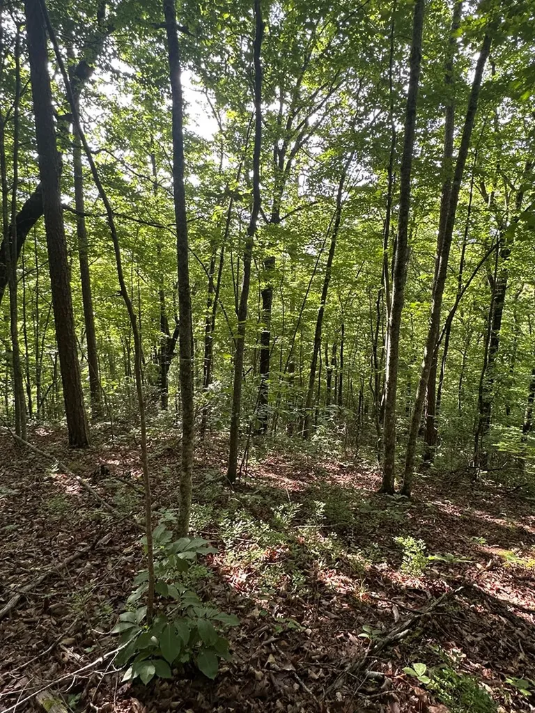 Lot 2 Buckeye Lane Wilder TN 38589