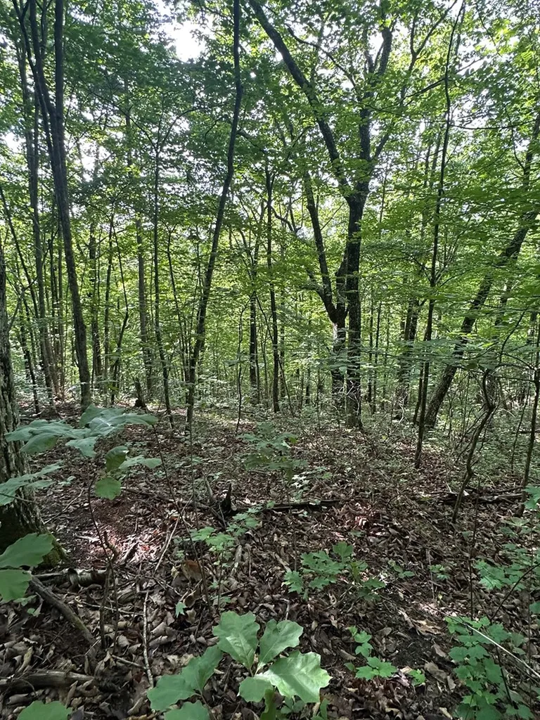Lot 2 Buckeye Lane Wilder TN 38589
