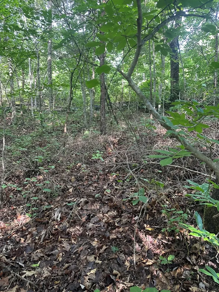 Lot 2 Buckeye Lane Wilder TN 38589