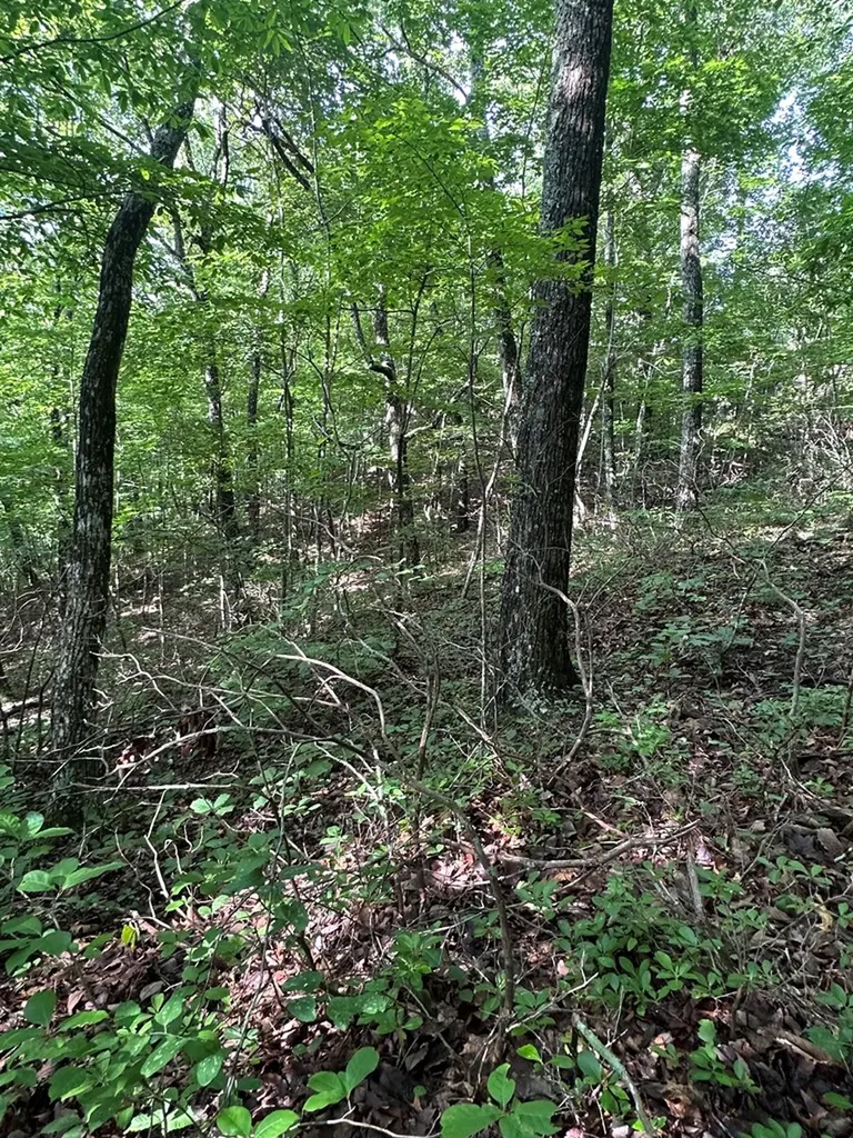 Lot 2 Buckeye Lane Wilder TN 38589
