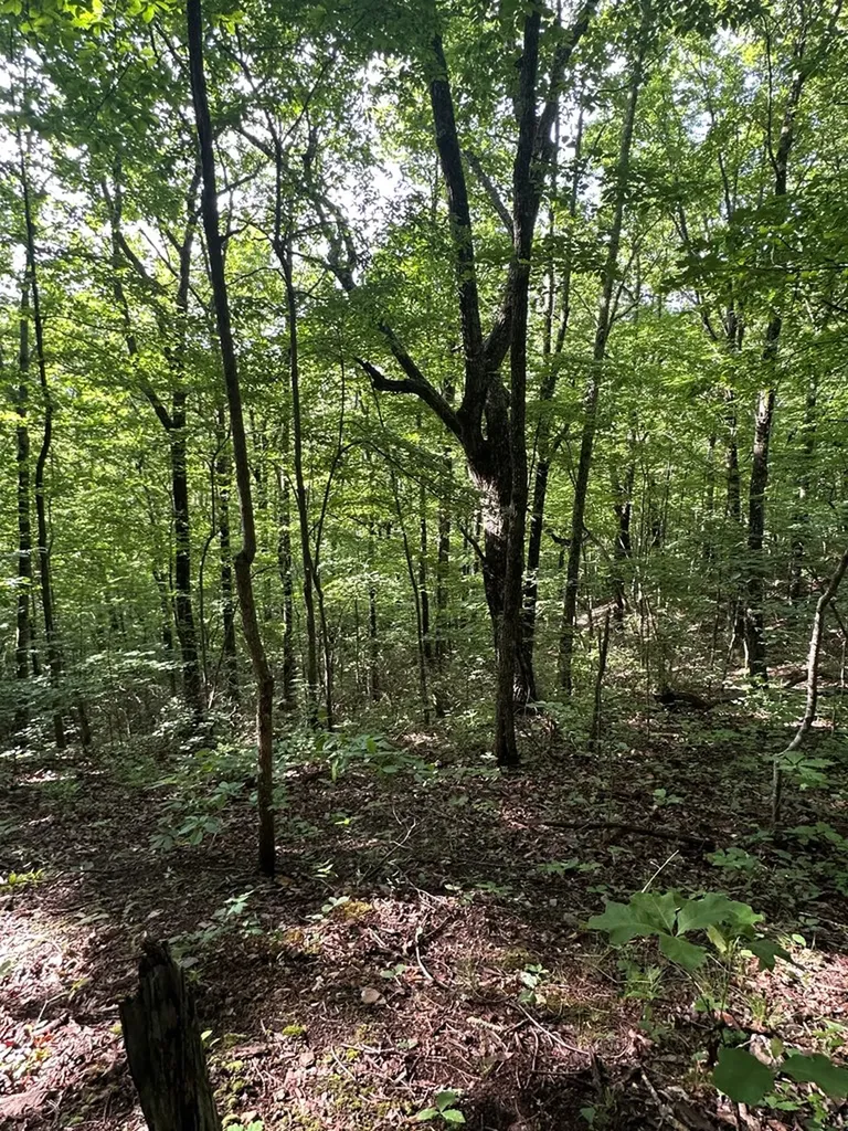 Lot 2 Buckeye Lane Wilder TN 38589