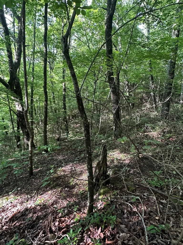 Lot 2 Buckeye Lane Wilder TN 38589