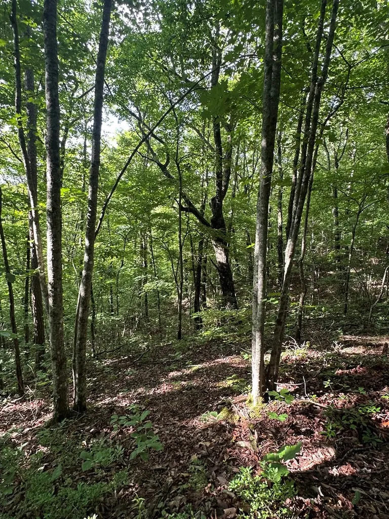 Lot 2 Buckeye Lane Wilder TN 38589