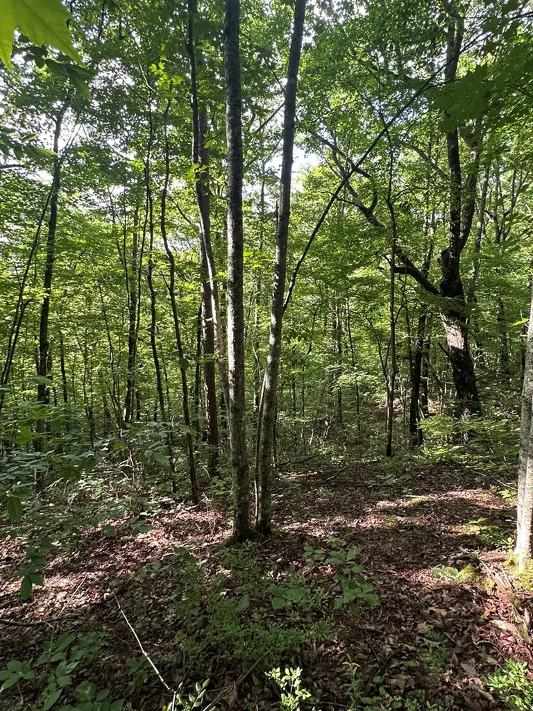 Lot 2 Buckeye Lane Wilder TN 38589
