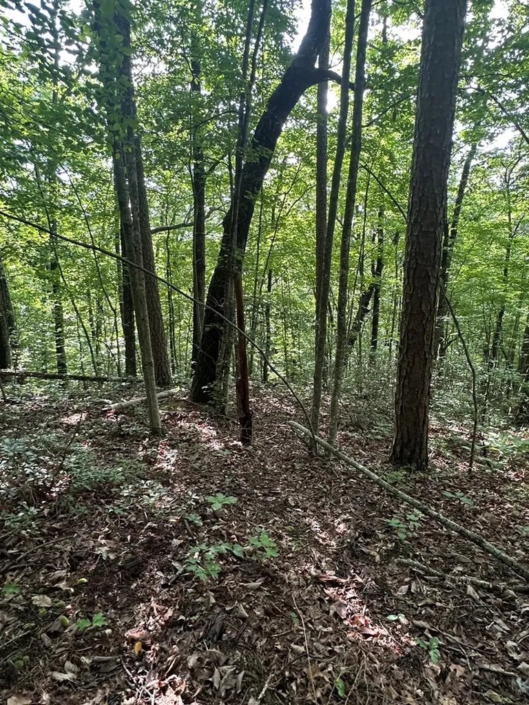 Lot 2 Buckeye Lane Wilder TN 38589