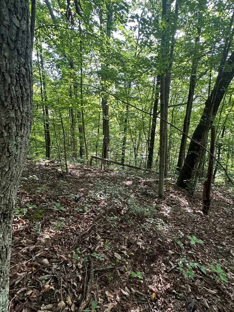 Lot 2 Buckeye Lane Wilder TN 38589