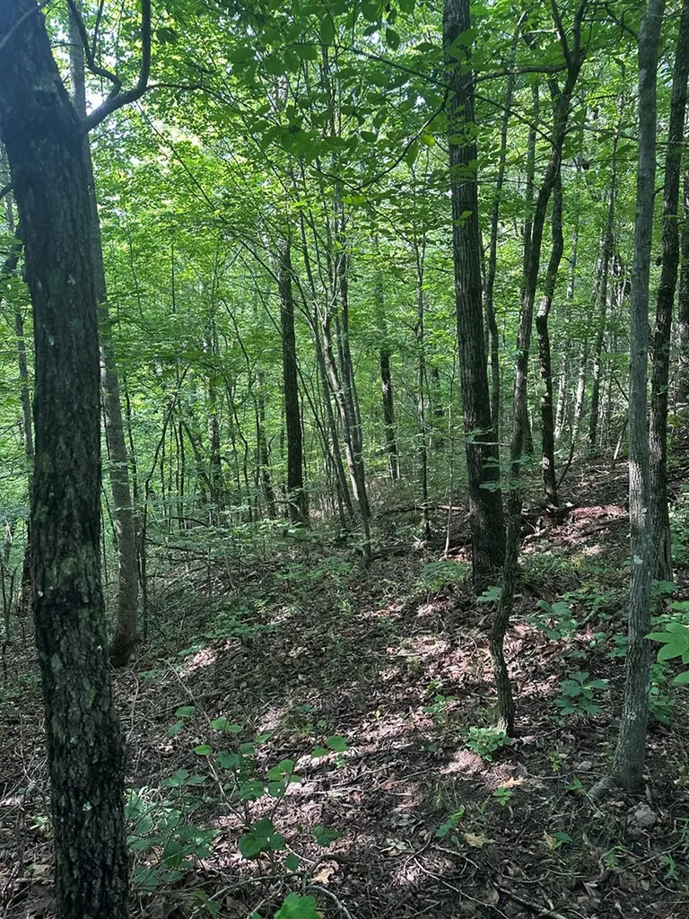 Lot 2 Buckeye Lane Wilder TN 38589