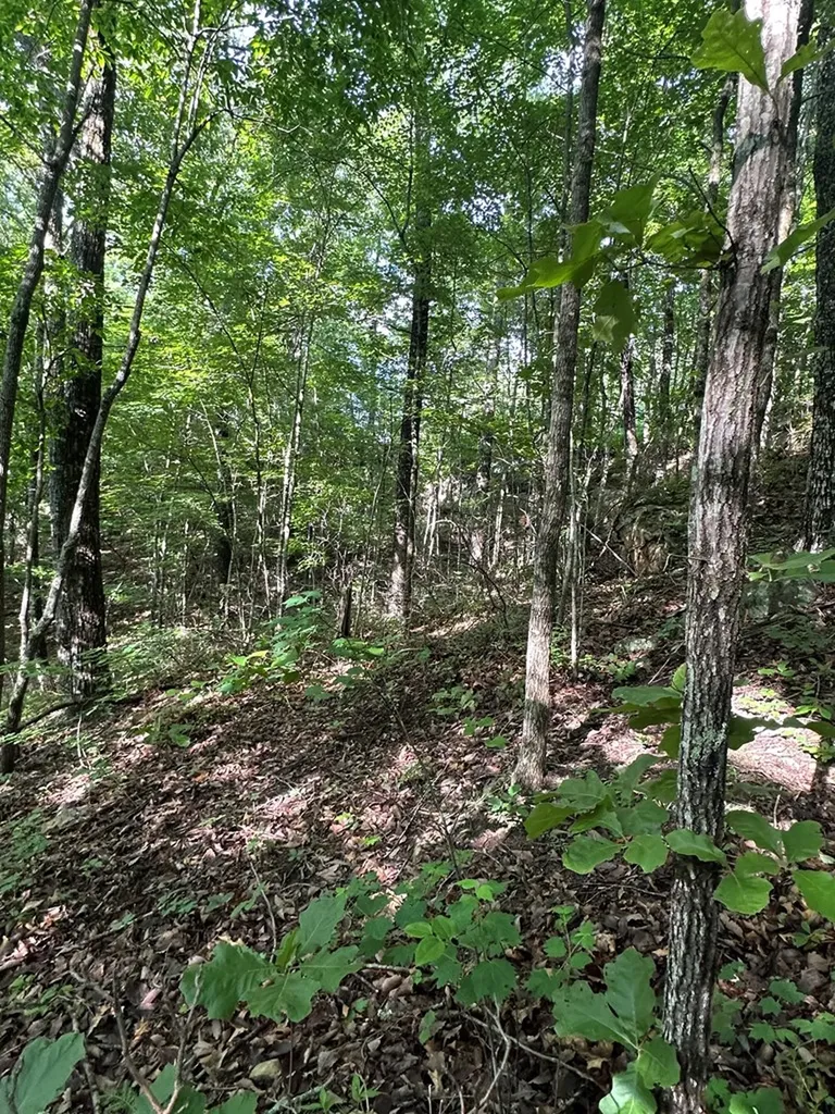 Lot 2 Buckeye Lane Wilder TN 38589