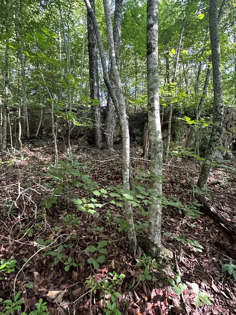 Lot 2 Buckeye Lane Wilder TN 38589