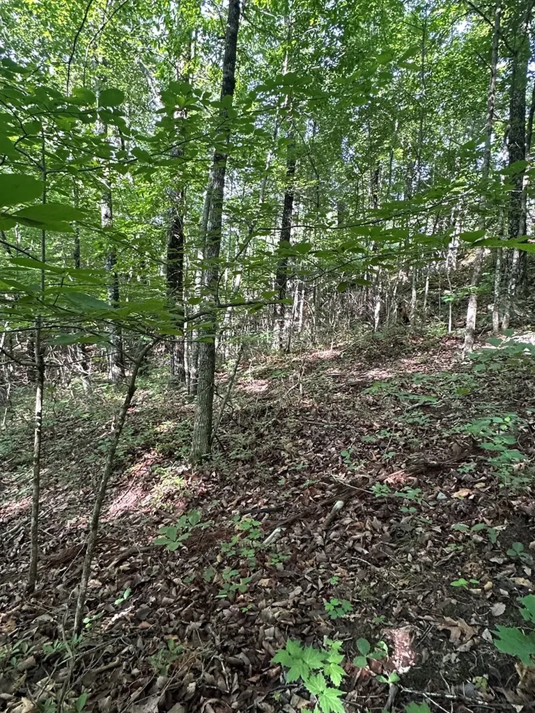 Lot 2 Buckeye Lane Wilder TN 38589