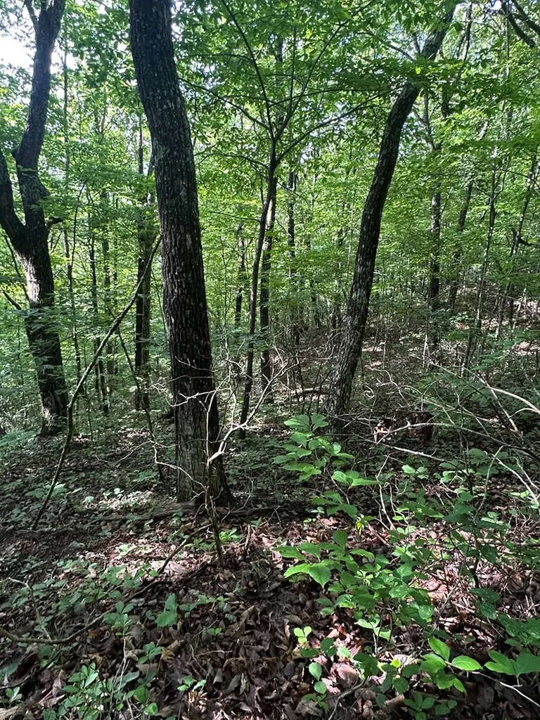 Lot 2 Buckeye Lane Wilder TN 38589