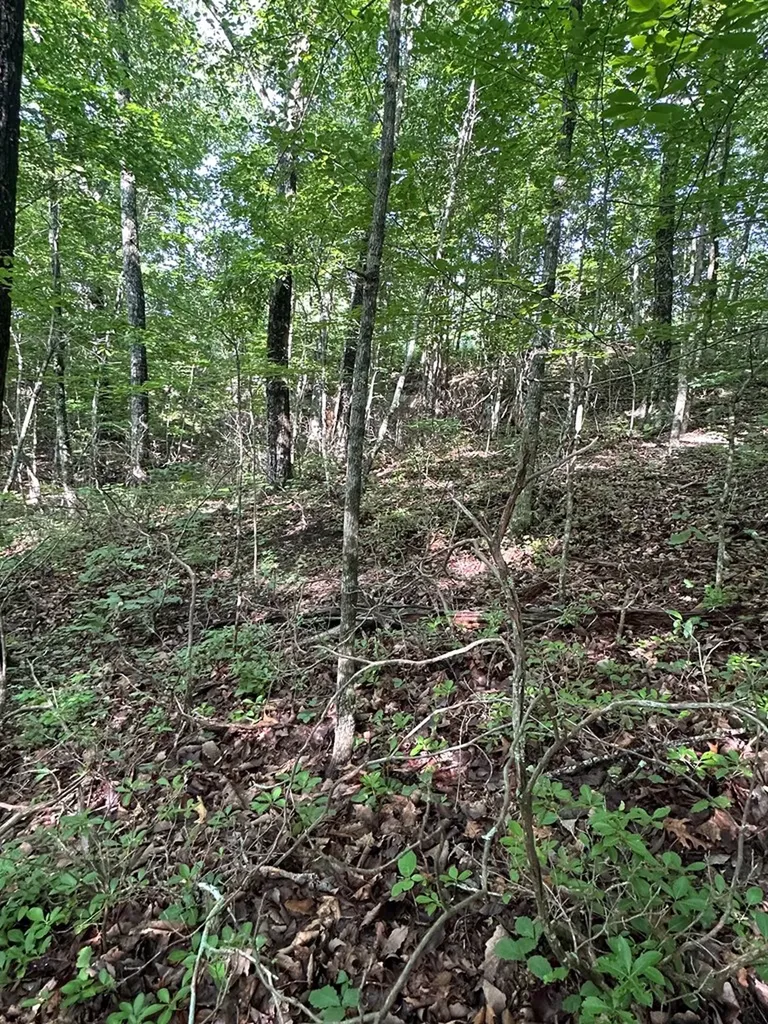 Lot 2 Buckeye Lane Wilder TN 38589