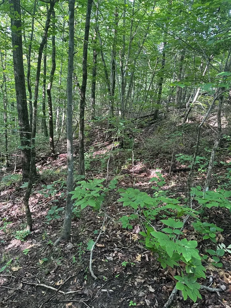Lot 2 Buckeye Lane Wilder TN 38589
