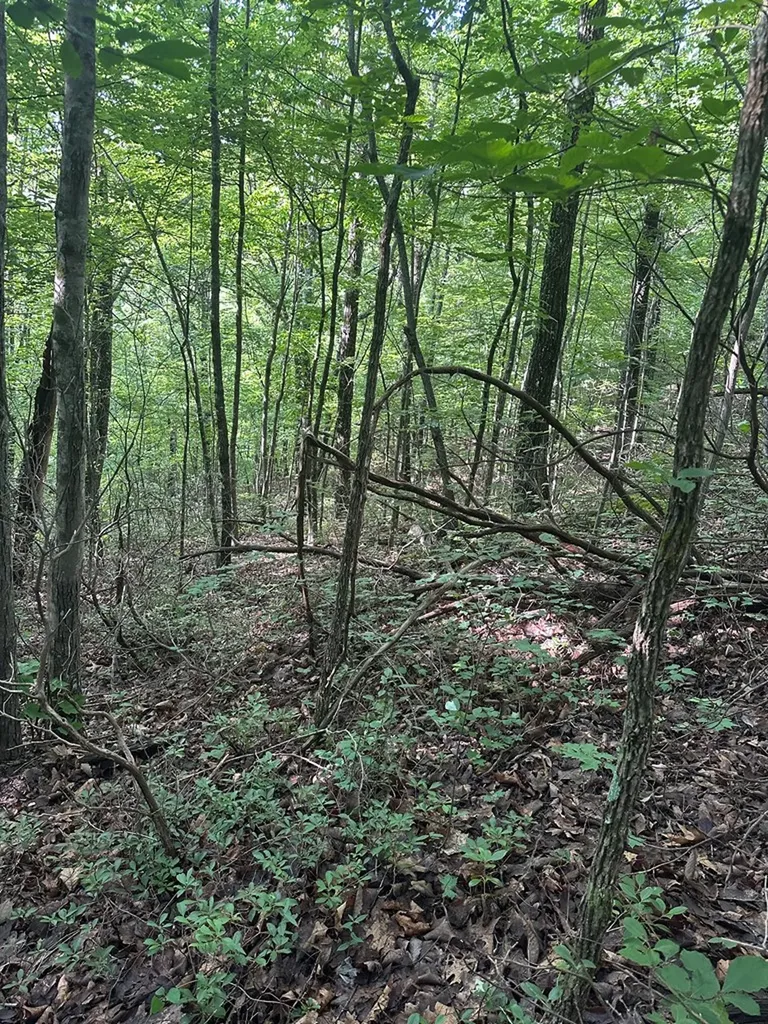 Lot 2 Buckeye Lane Wilder TN 38589