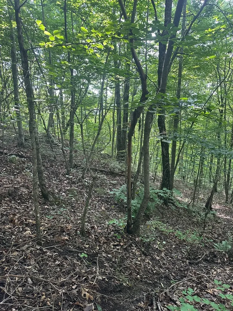 Lot 2 Buckeye Lane Wilder TN 38589