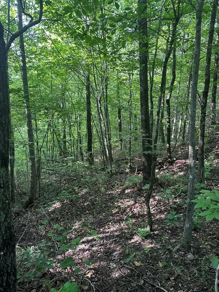 Lot 2 Buckeye Lane Wilder TN 38589