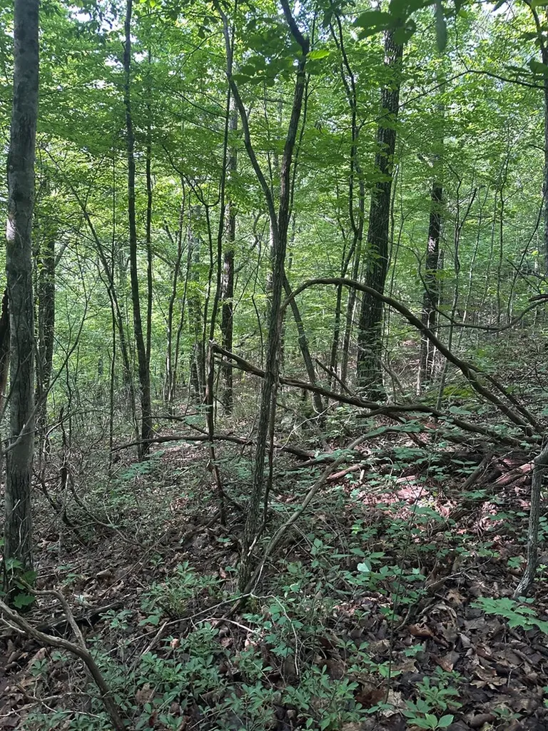 Lot 2 Buckeye Lane Wilder TN 38589