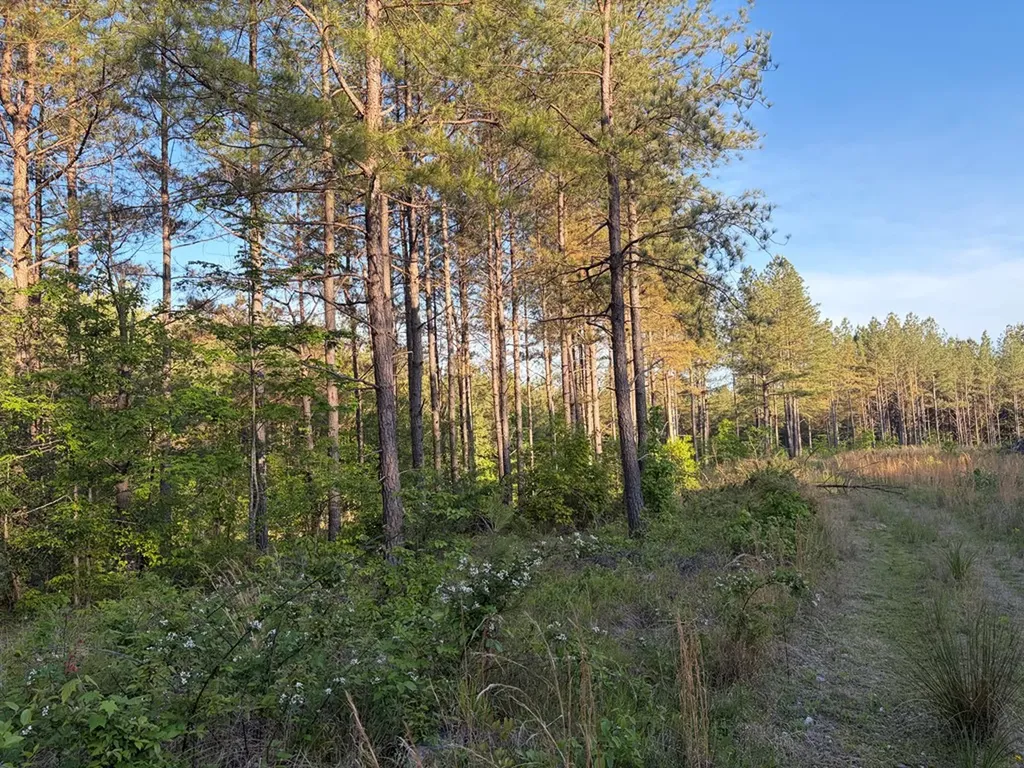 Lot 68 Black Bear Lane Sunbright TN 37872