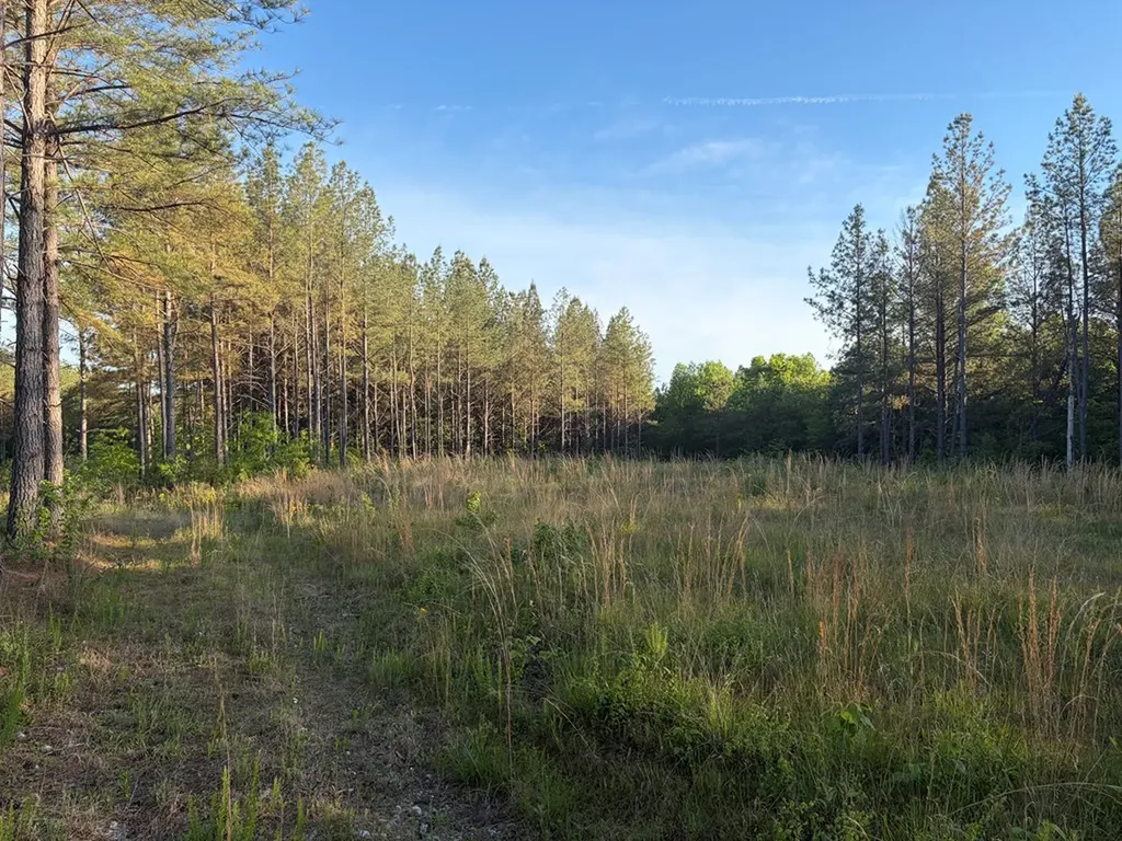 Lot 68 Black Bear Lane Sunbright TN 37872