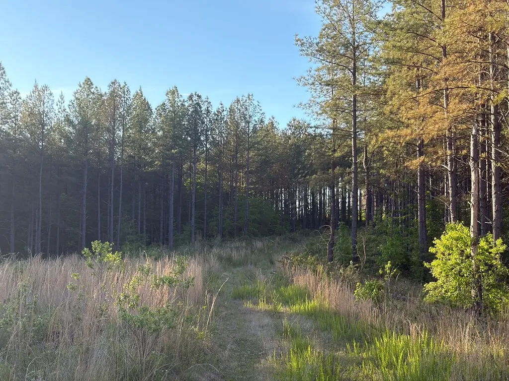 Lot 68 Black Bear Lane Sunbright TN 37872