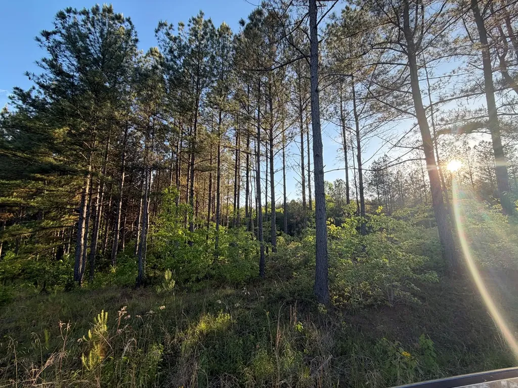 Lot 68 Black Bear Lane Sunbright TN 37872