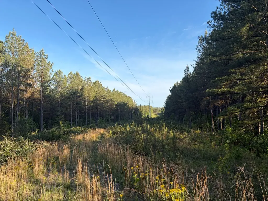 Lot 68 Black Bear Lane Sunbright TN 37872
